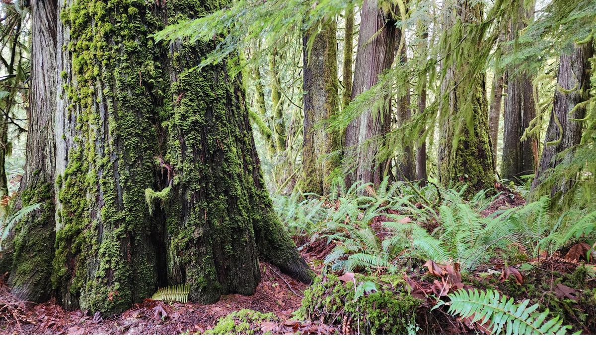 Old-growth redwoods in the coastal fog above Cazadero