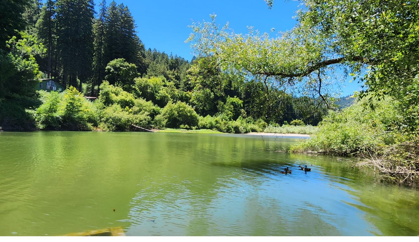 The Russian River winding inland through the redwoods