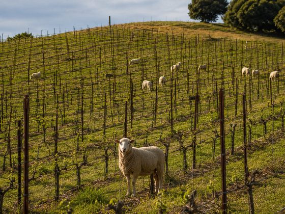 Sheep grazing between the vineyard rows